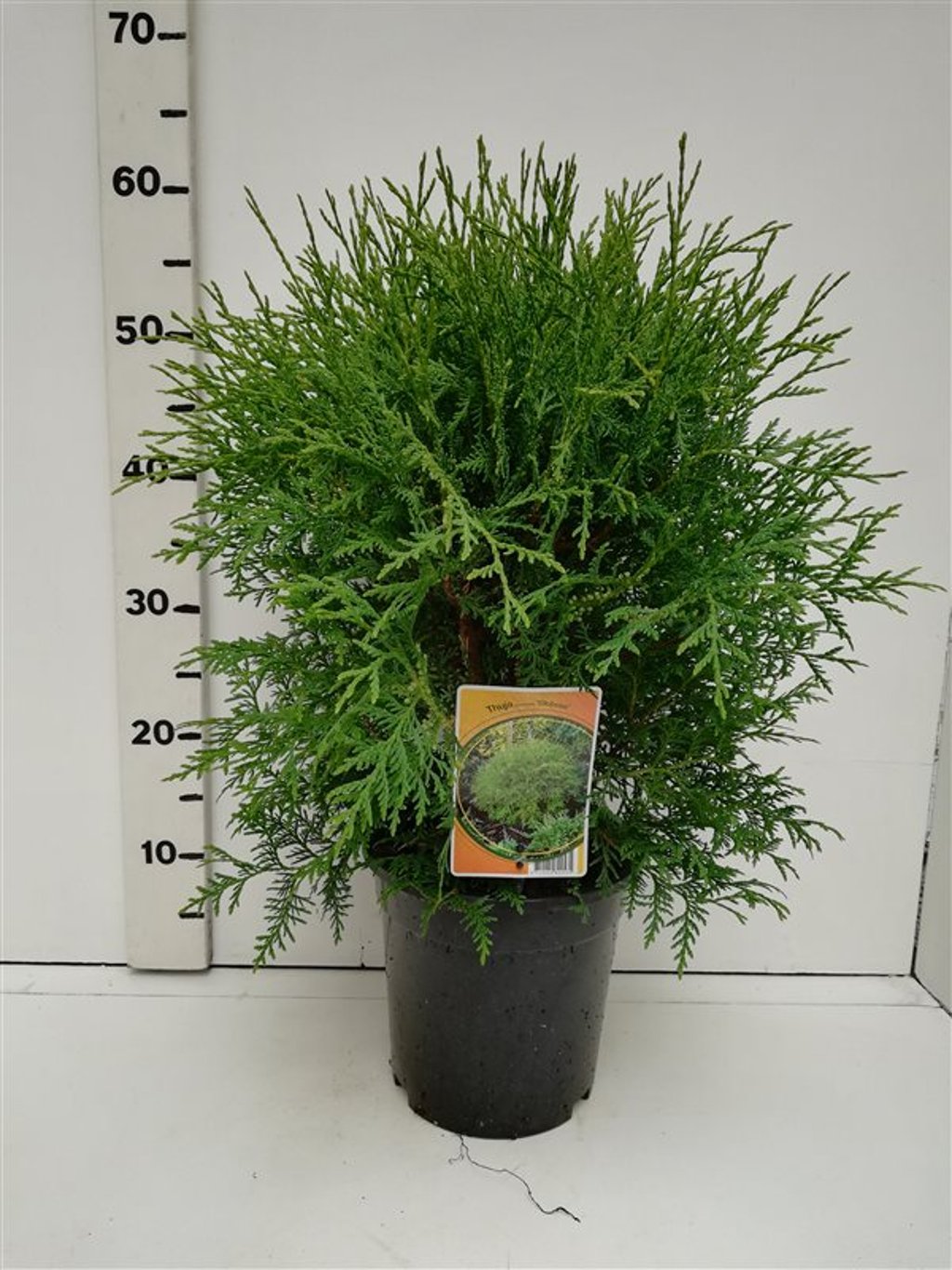 Thuja occ. 'Globosa' - C3 30-40 CM